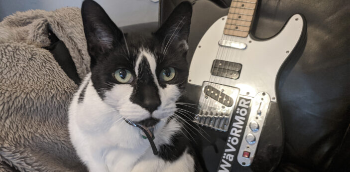 Guitar and Cat